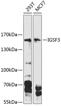 Western blot analysis of extracts of various cell lines, using IGSF3 Antibody  at 1:1000 dilution.
Secondary antibody: HRP Goat Anti-Rabbit IgG   at 1:10000 dilution.
Lysates/proteins: 25ug per lane.
Blocking buffer: 3% nonfat dry milk in TBST.
Detection: ECL Basic Kit .
Exposure time: 90s.