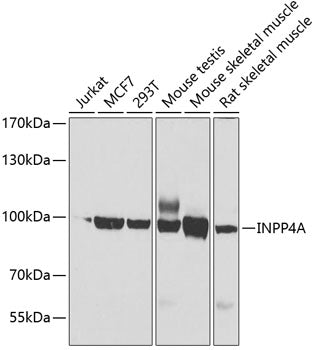 Western blot analysis of extracts of various cells, using INPP4A antibody.