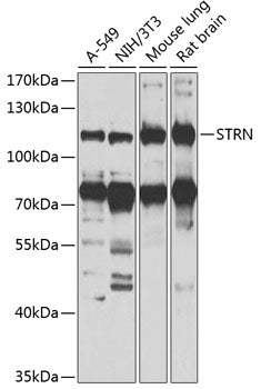Western blot analysis of extracts of various cells, using STRN antibody.