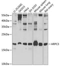 ARPC3 polyclonal antibody – Figure 1 of 2