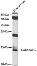 GABARAPL2 polyclonal antibody – Figure 1 of 3