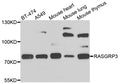 Western blot analysis of extracts of various cells, using RASGRP3 antibody.
