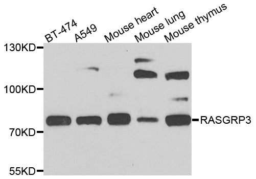 Western blot analysis of extracts of various cells, using RASGRP3 antibody.