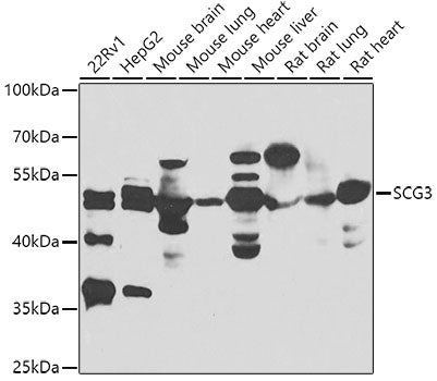 SCG3 polyclonal antibody – Figure 1 of 3