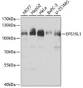 EPS15L1 polyclonal antibody – Figure 1 of 1