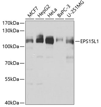 EPS15L1 polyclonal antibody – Figure 1 of 1