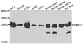 Western blot analysis of extracts of various cells, using RAB17 antibody.