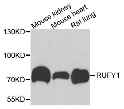 Western blot analysis of extracts of various cells, using RUFY1 antibody.