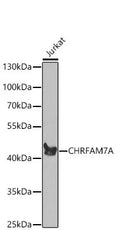 CHRFAM7A polyclonal antibody – Figure 1 of 3
