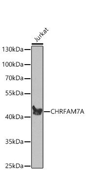 CHRFAM7A polyclonal antibody – Figure 1 of 3