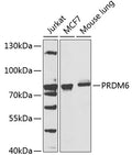 Western blot analysis of extracts of various cells, using PRDM6 antibody.