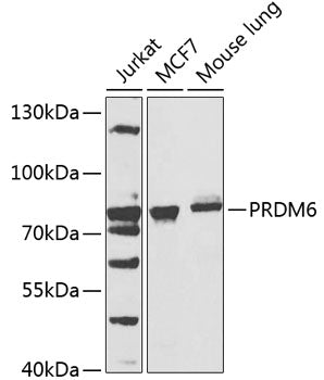 Western blot analysis of extracts of various cells, using PRDM6 antibody.