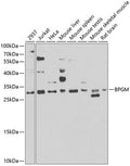 BPGM polyclonal antibody – Figure 1 of 3