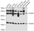 FCGR3B polyclonal antibody – Figure 1 of 1