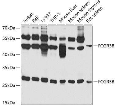 FCGR3B polyclonal antibody – Figure 1 of 1