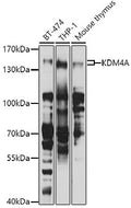 KDM4A polyclonal antibody – Figure 1 of 4