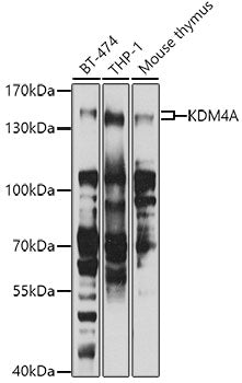 KDM4A polyclonal antibody – Figure 1 of 4