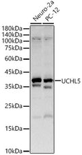 UCHL5 polyclonal antibody – Figure 1 of 3