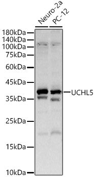 UCHL5 polyclonal antibody – Figure 1 of 3