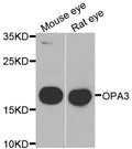 Western blot analysis of extracts of various cell lines, using OPA3 antibody.