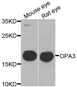 Western blot analysis of extracts of various cell lines, using OPA3 antibody.