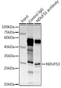 NDUFS3 polyclonal antibody – Figure 1 of 2