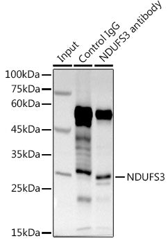 NDUFS3 polyclonal antibody – Figure 1 of 2