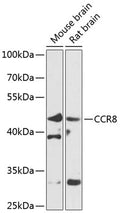 CCR8 polyclonal antibody – Figure 1 of 1