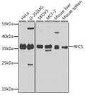 RFC5 polyclonal antibody – Figure 1 of 2