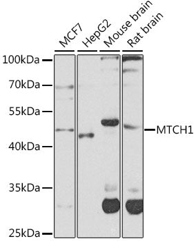 MTCH1 polyclonal antibody – Figure 1 of 2