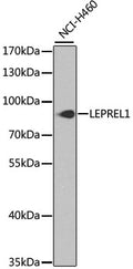 LEPREL1 polyclonal antibody – Figure 1 of 1