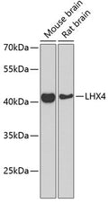 LHX4 polyclonal antibody – Figure 1 of 3