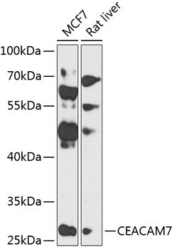 CEACAM7 polyclonal antibody – Figure 1 of 3