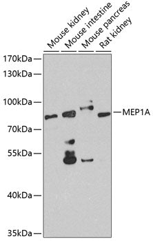 MEP1A polyclonal antibody – Figure 1 of 1