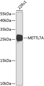 METTL7A polyclonal antibody – Figure 1 of 5