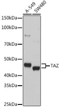 TAZ polyclonal antibody – Figure 1 of 4