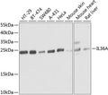IL36A polyclonal antibody – Figure 1 of 1