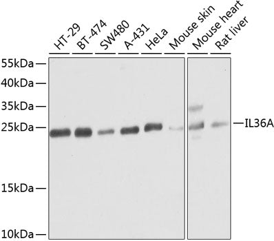IL36A polyclonal antibody – Figure 1 of 1