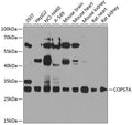 COPS7A polyclonal antibody – Figure 1 of 1