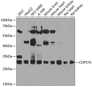COPS7A polyclonal antibody – Figure 1 of 1