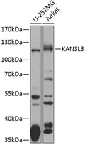KANSL3 polyclonal antibody – Figure 1 of 1