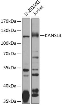KANSL3 polyclonal antibody – Figure 1 of 1