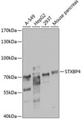 STXBP4 polyclonal antibody – Figure 1 of 2