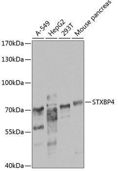 STXBP4 polyclonal antibody – Figure 1 of 2