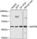 WNT5B polyclonal antibody – Figure 1 of 2