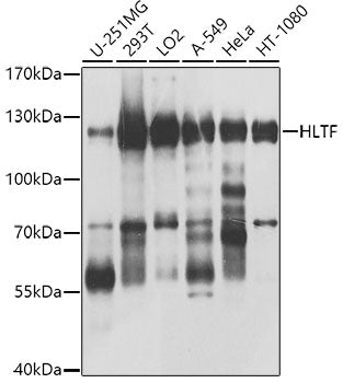 HLTF polyclonal antibody – Figure 1 of 1