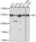 XPC polyclonal antibody – Figure 1 of 2