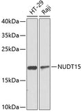 NUDT15 polyclonal antibody – Figure 1 of 3