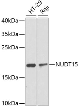 NUDT15 polyclonal antibody – Figure 1 of 3