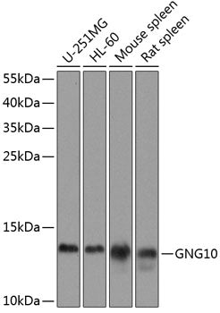 GNG10 polyclonal antibody – Figure 1 of 1
